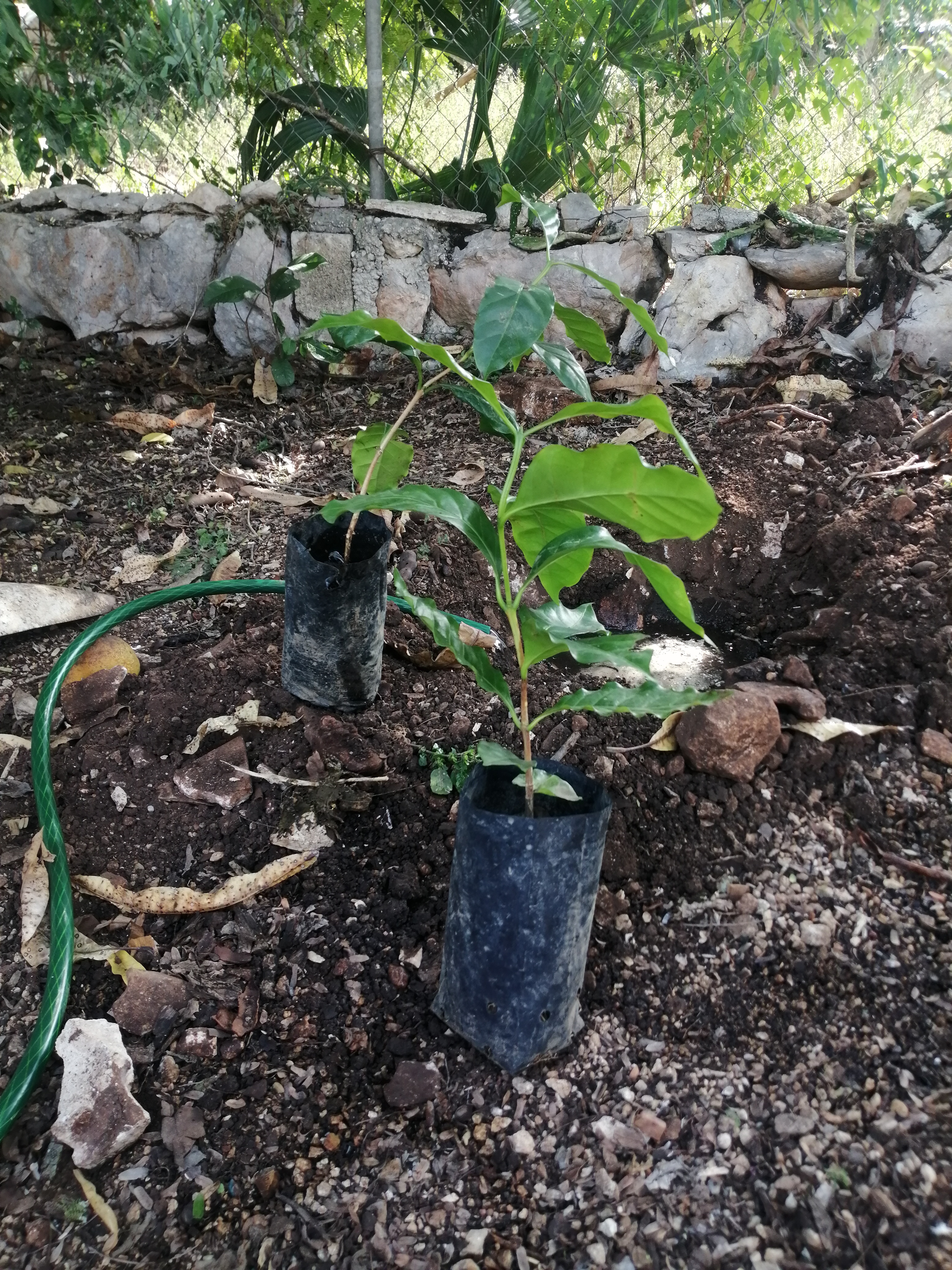 Foto 2