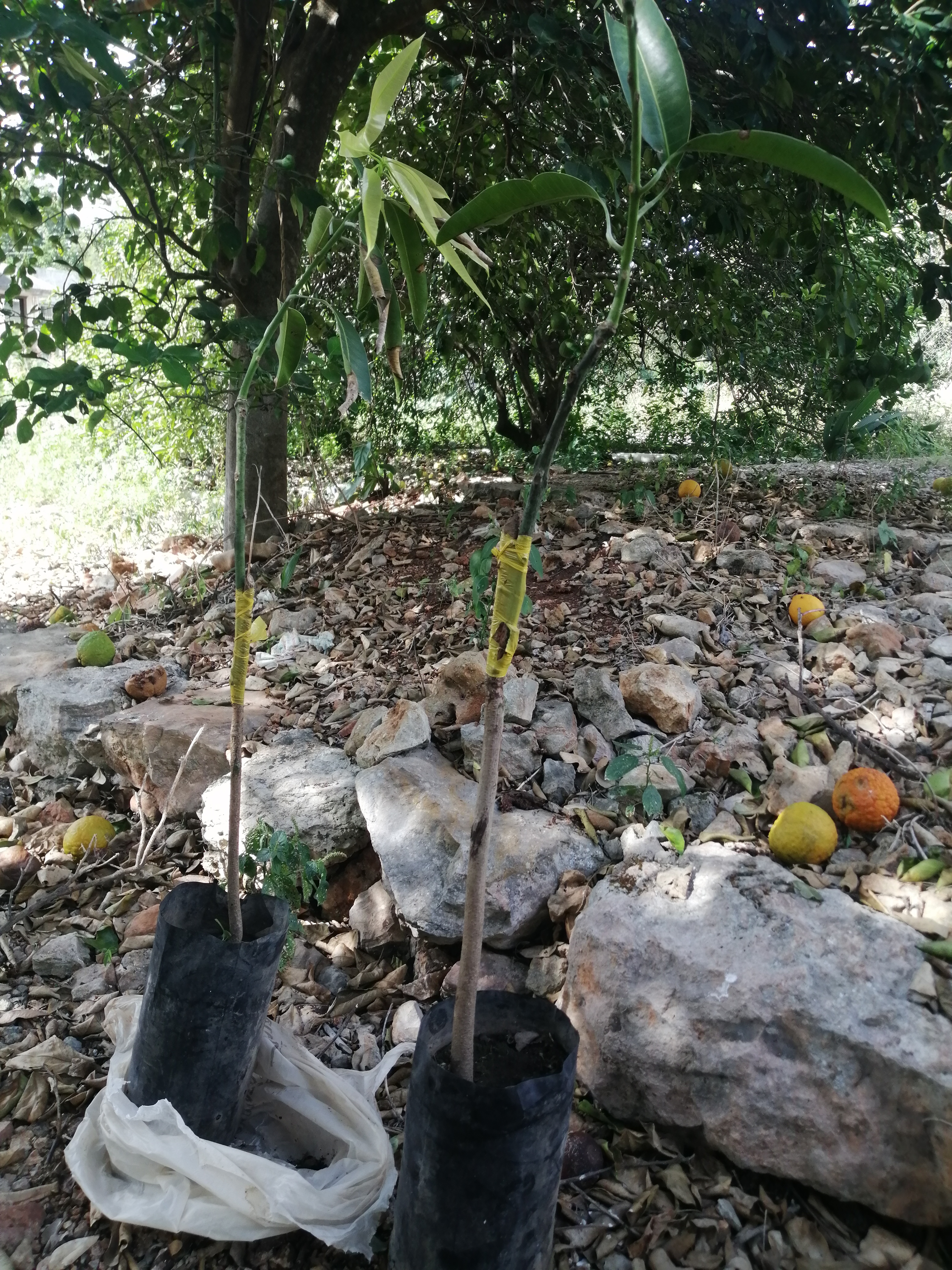 Foto 3
