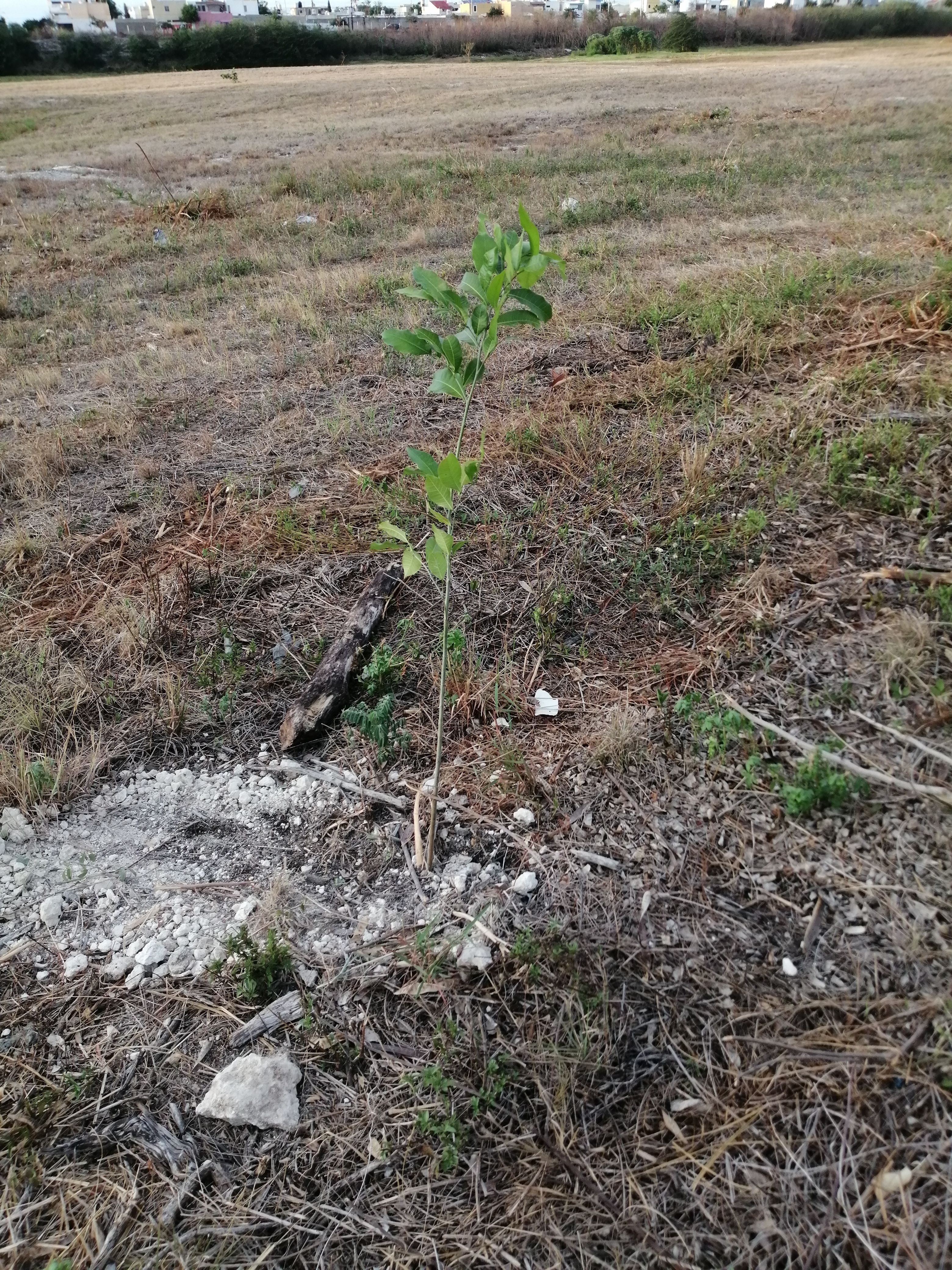 Foto 31