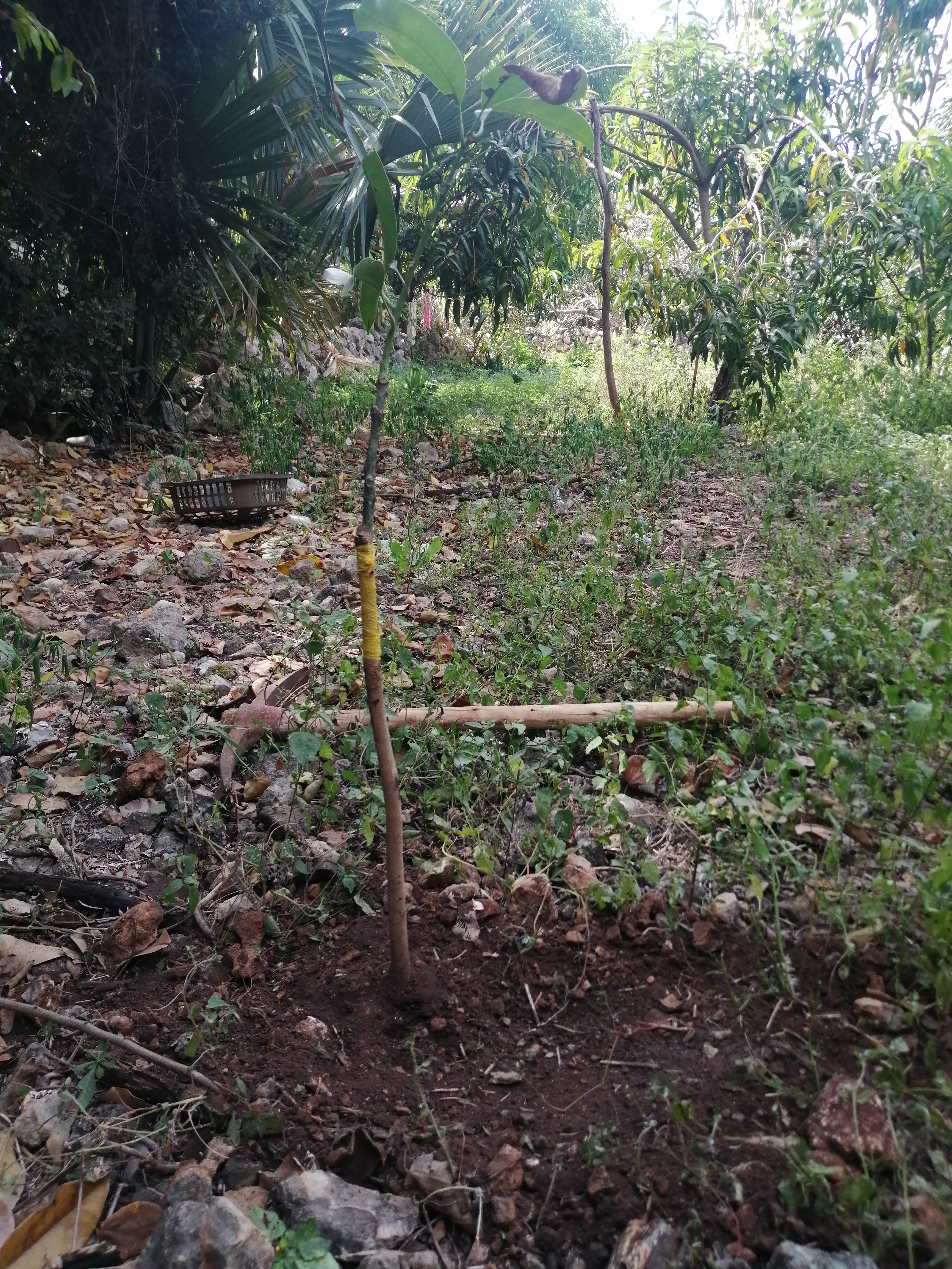 Foto 4