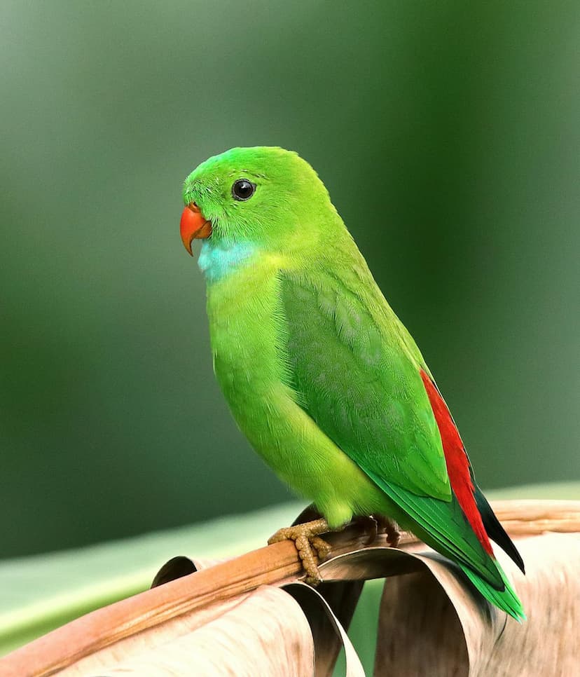 animals12