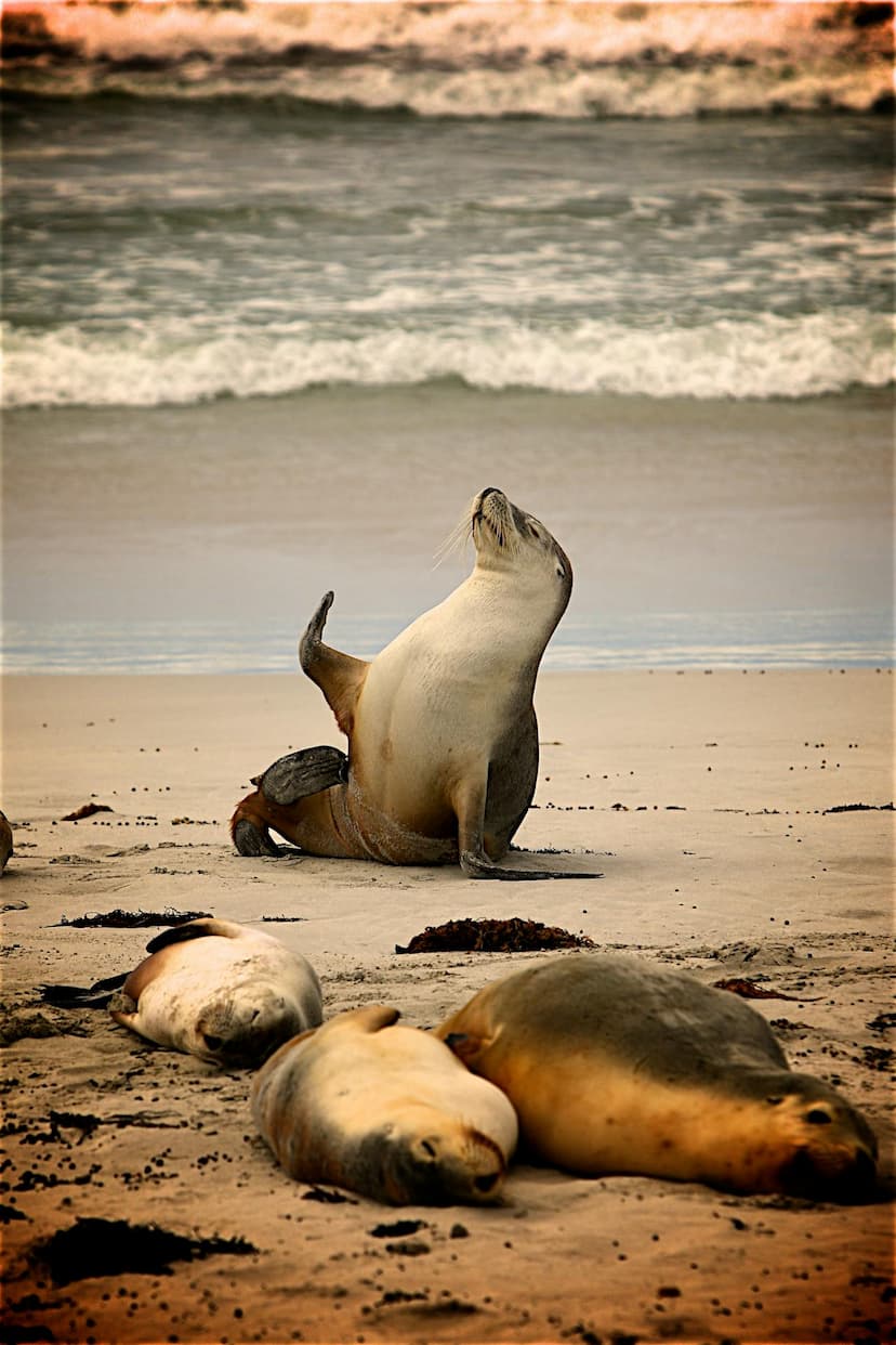 animals15