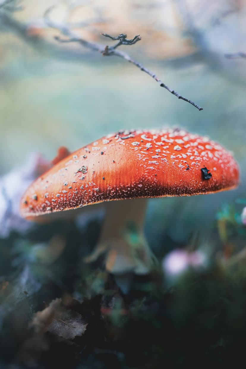 animals20