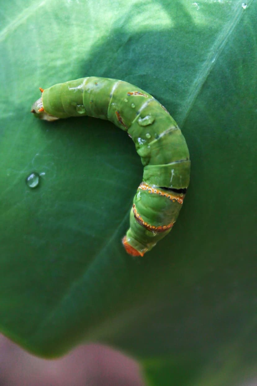 animals25