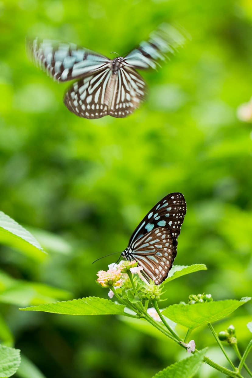 animals26