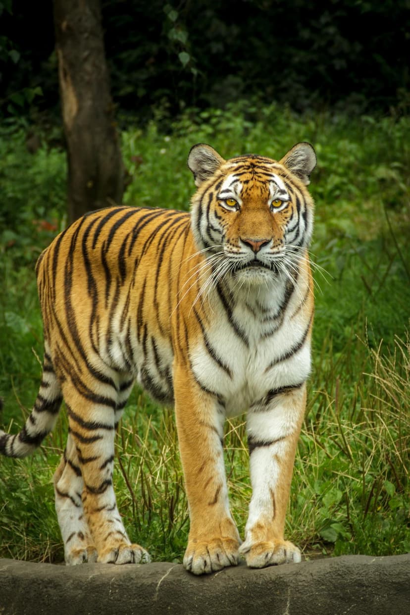 animals27