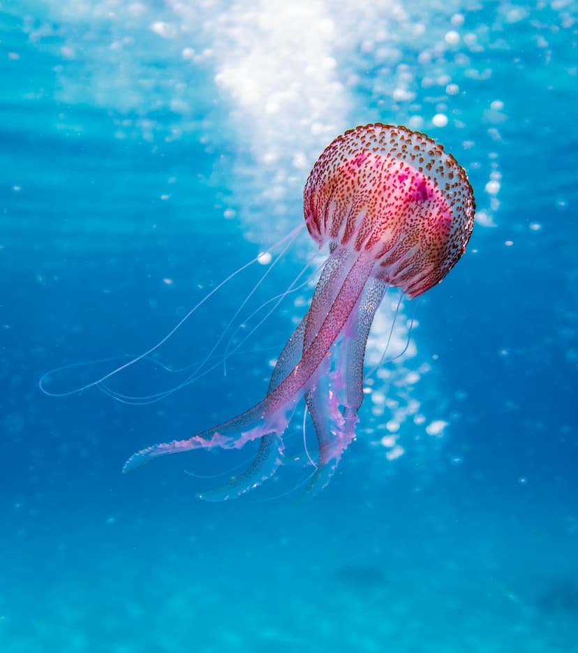animals28