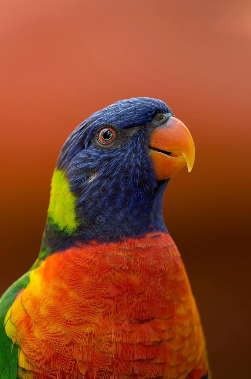 animals5